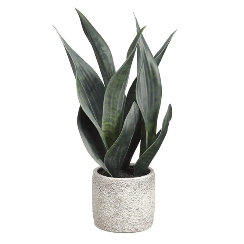 15" Sansevieria Plant in Cement Pot Two Tone Green