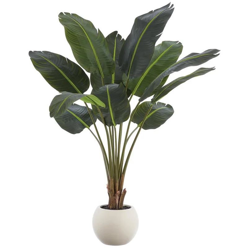5' Traveller Palm Tree in Plastic Pot