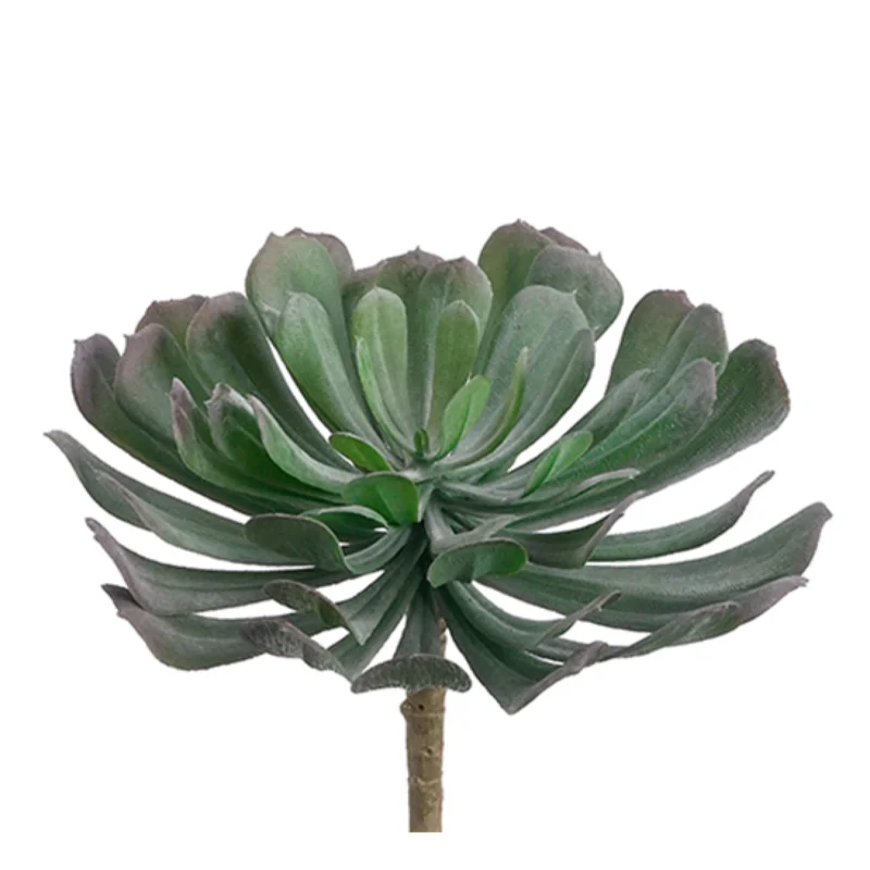 Aeonium, Green / Gray - 6"