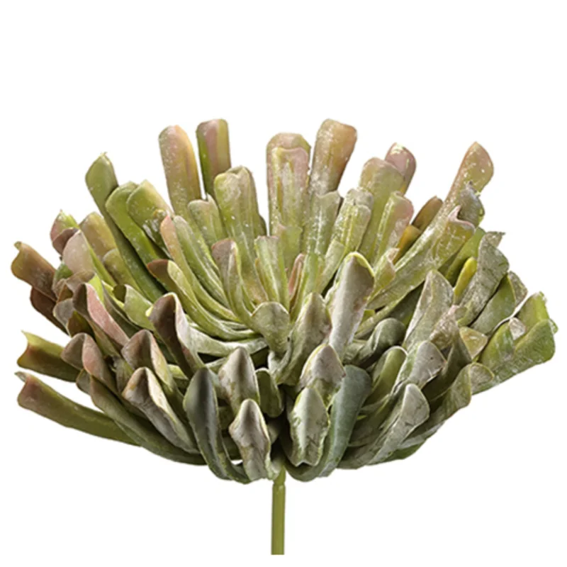 Aeonium Pick, Green Mauve - 13"