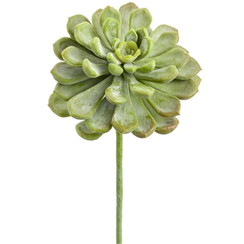 Baby Aeonium Pick, Frosted Green - 6"