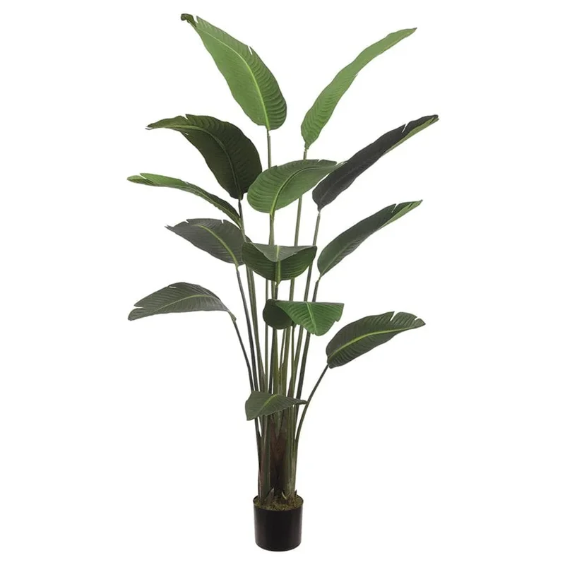 Bird of Paradise, 75"