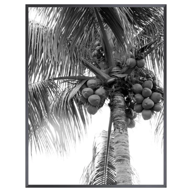 Black and White Palm Tree III, 17.50" x 22.50"