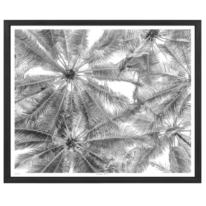 Caribbean Palms I, 41" x 34"