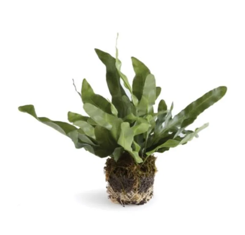 Echeveria Fern Drop-In, 8.5"