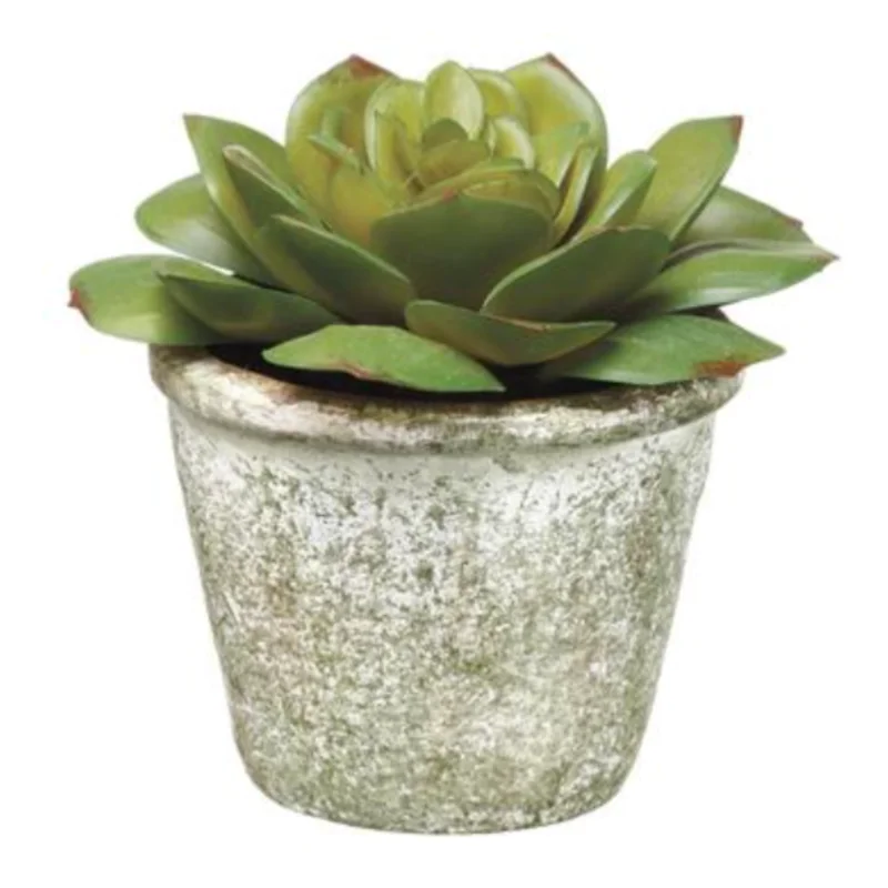 Echeveria in Paper Mache Pot , 4"