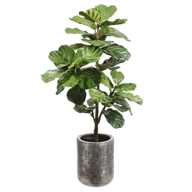 Fiddle Leaf in Zinc Planter, 58"
