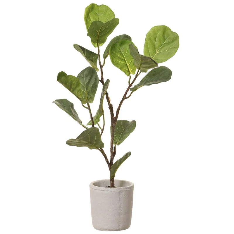 Fiddle Leaf Plant, 27"