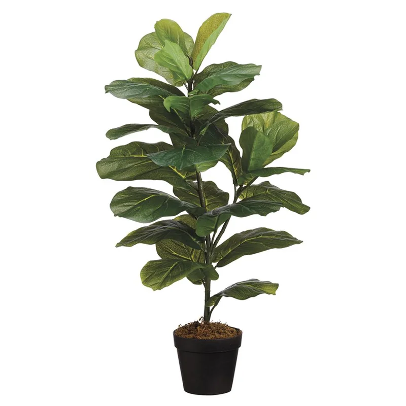 Fiddle Leaf Plant, 31.5"