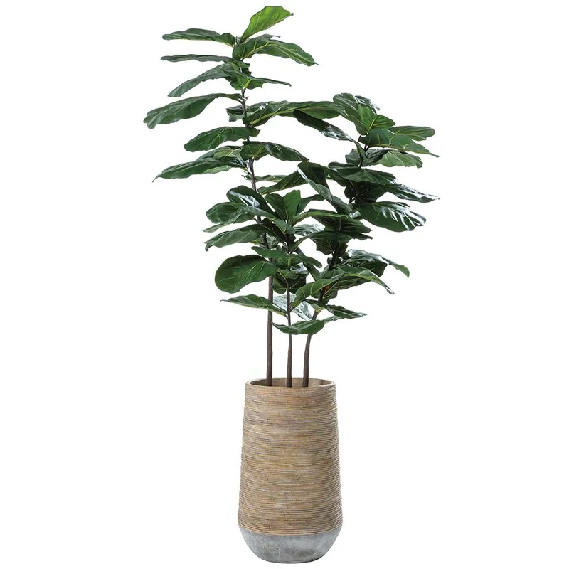 Fiddle Leaf Tree in Cement Pot, 80"