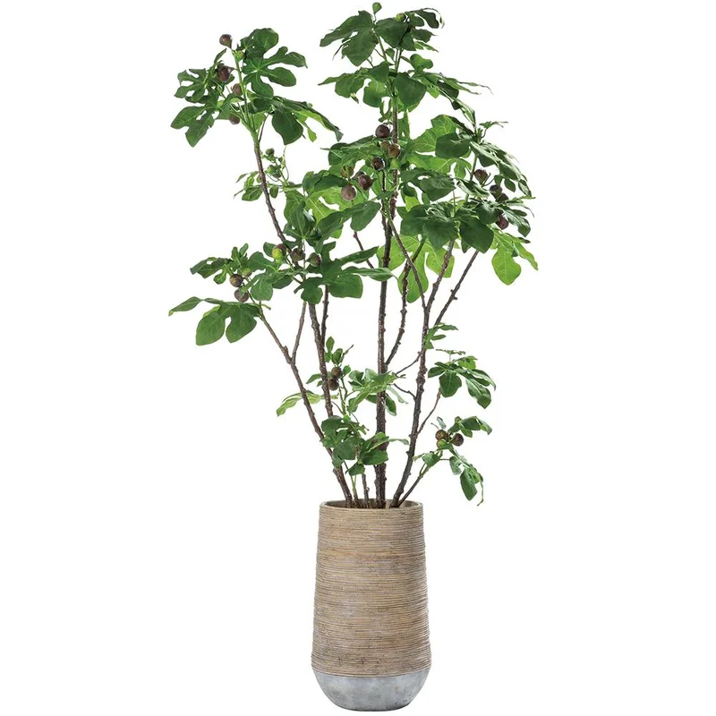 Fig Tree in Cement Planter, 90"H x 48"W x 48"L