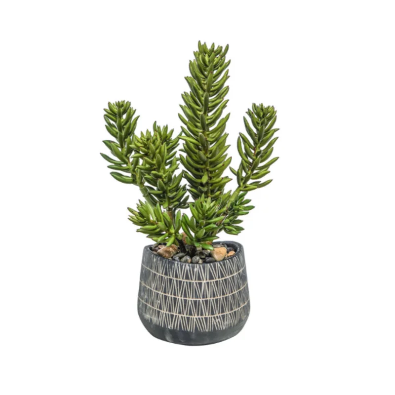 Finger Cactus in African Pot, 9"W x 9"D x 22"H