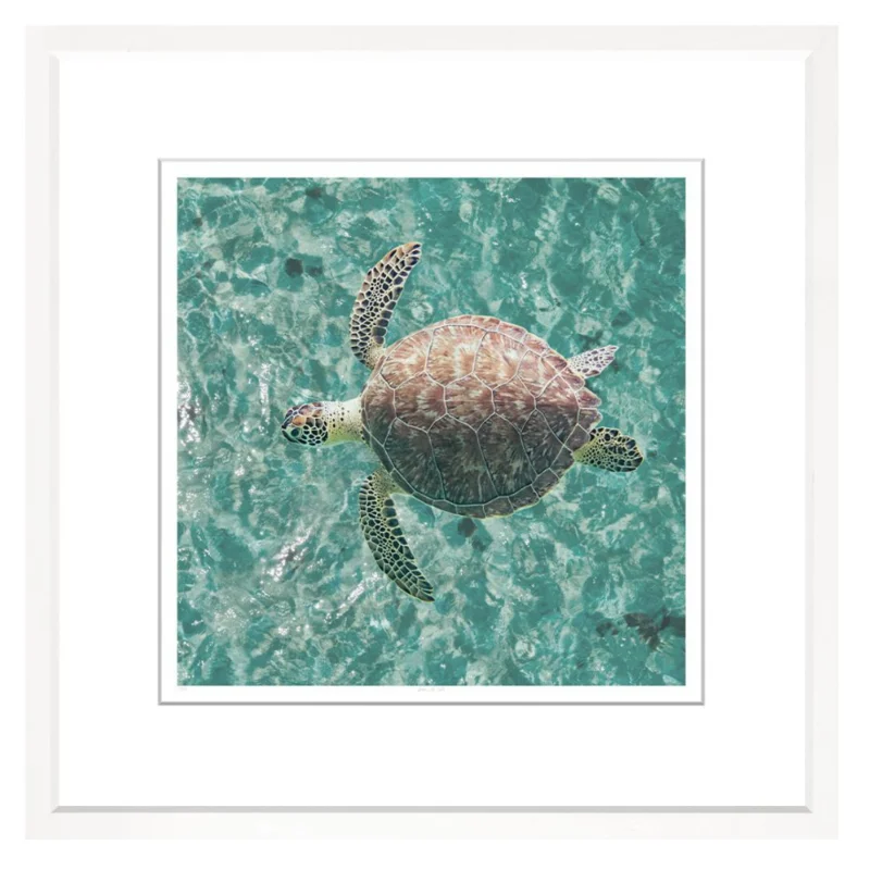 Green Sea Turtle, 29" x 29"