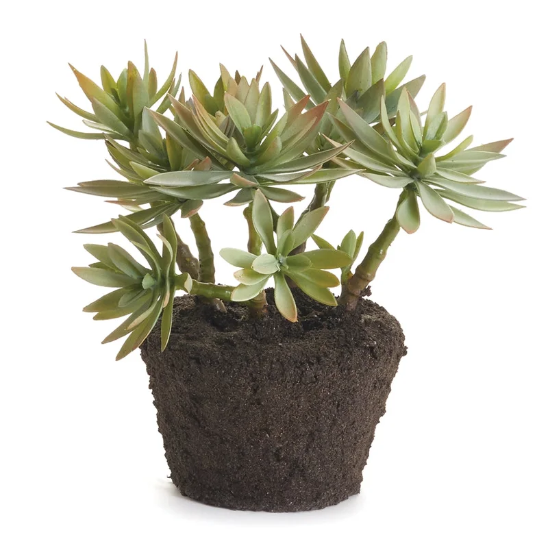 Jewel Succulent Drop-In, 9"