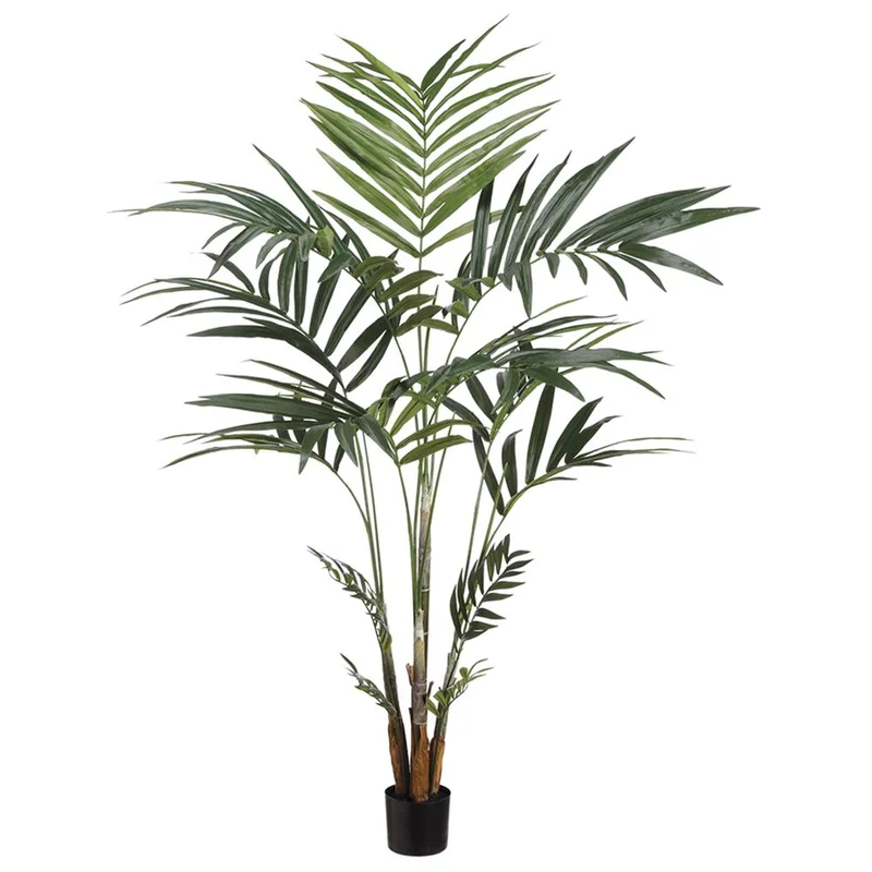 Kentia Palm in Pot, 6'