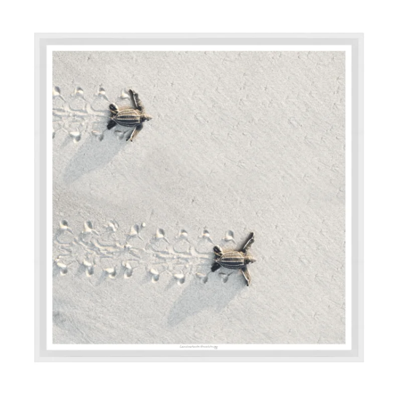 Leatherback Hatchlings, 29" x 29"