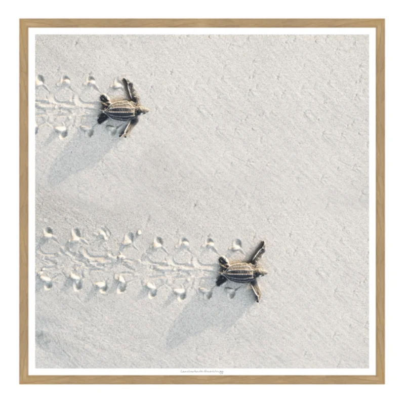 Leatherback Hatchlings, 39" x 39"
