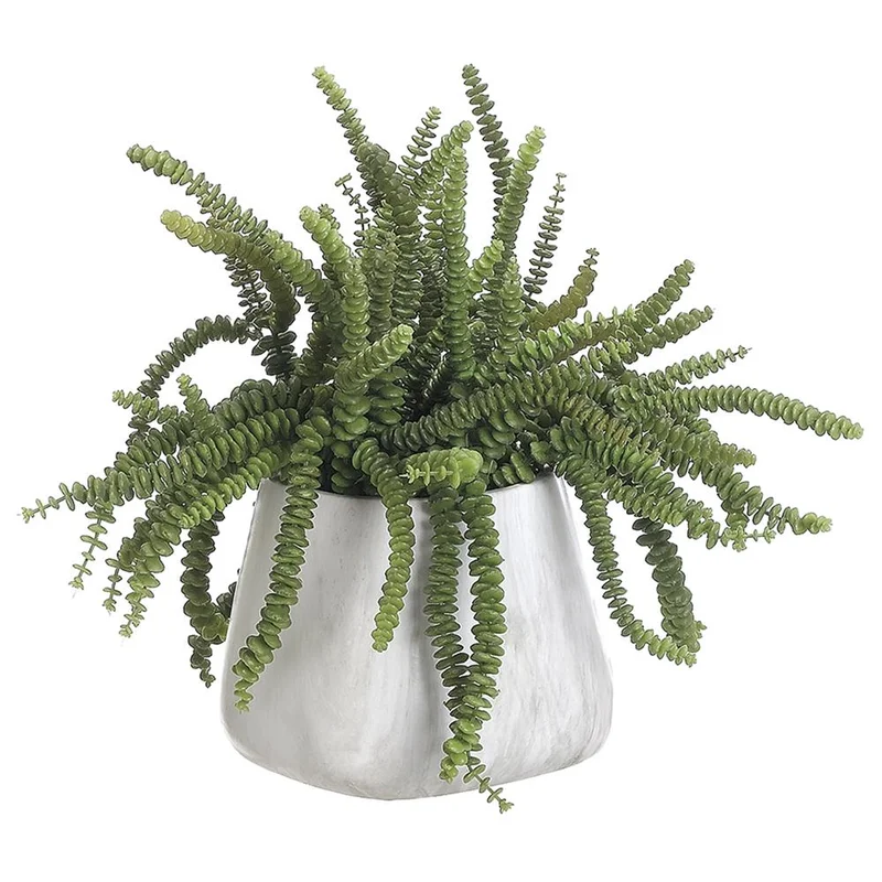 Money Succulent in Pot, 17"