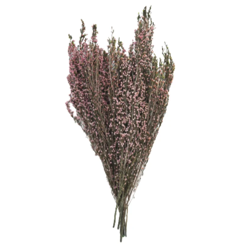 Naturally Preserved Heather Flowers in Pink, 15-20"