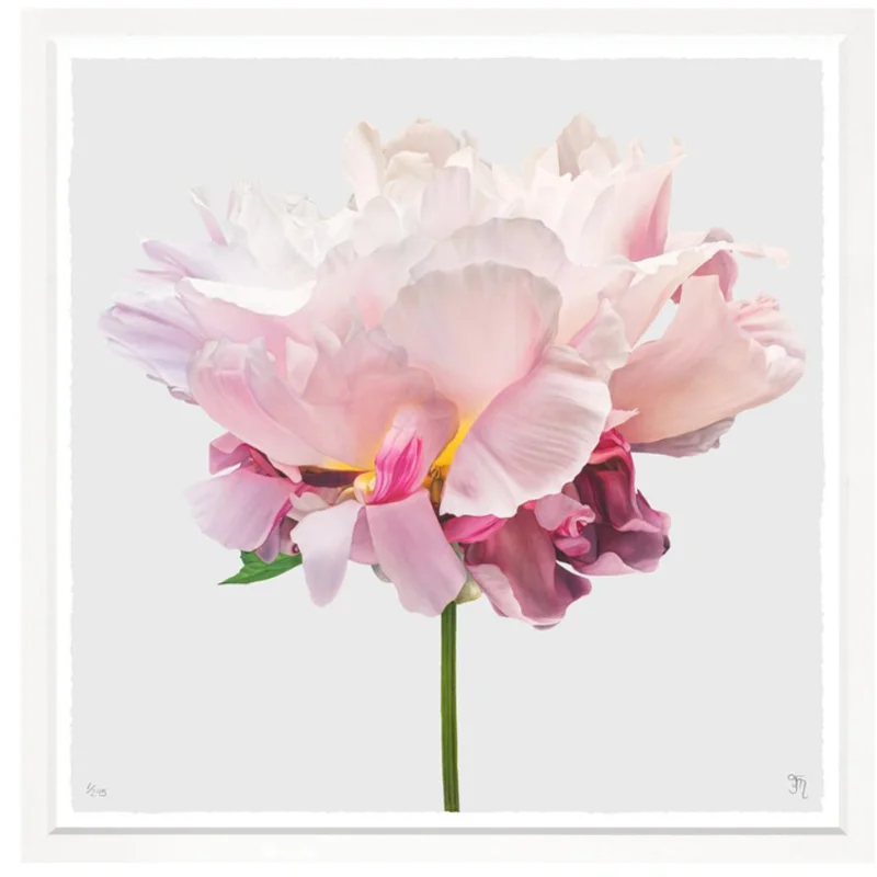 Radiant Flowers On White, 42" x 42"