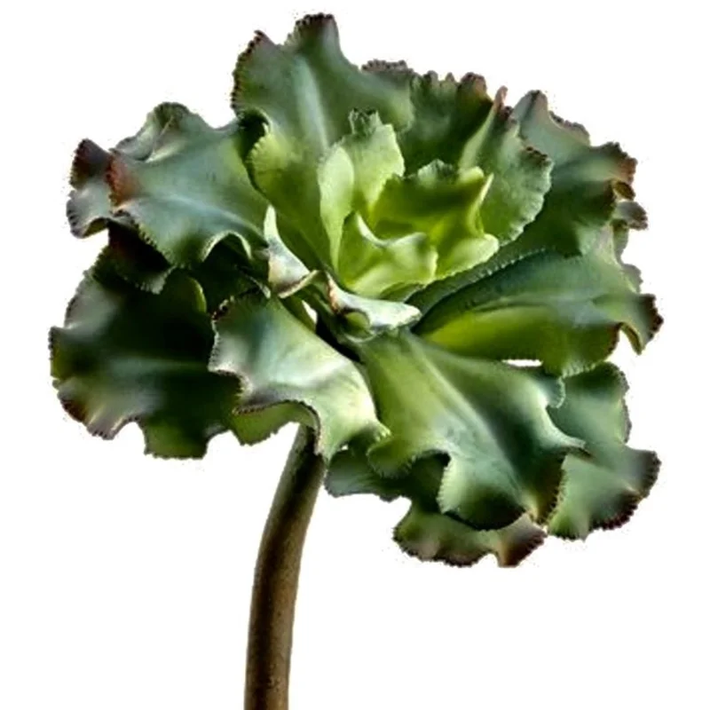 Ruffled Echeveria Pick, Green / Gray - 10"