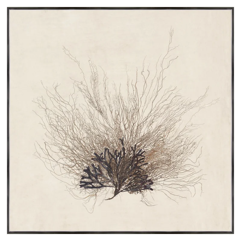 Sea Fan, 41" 41"