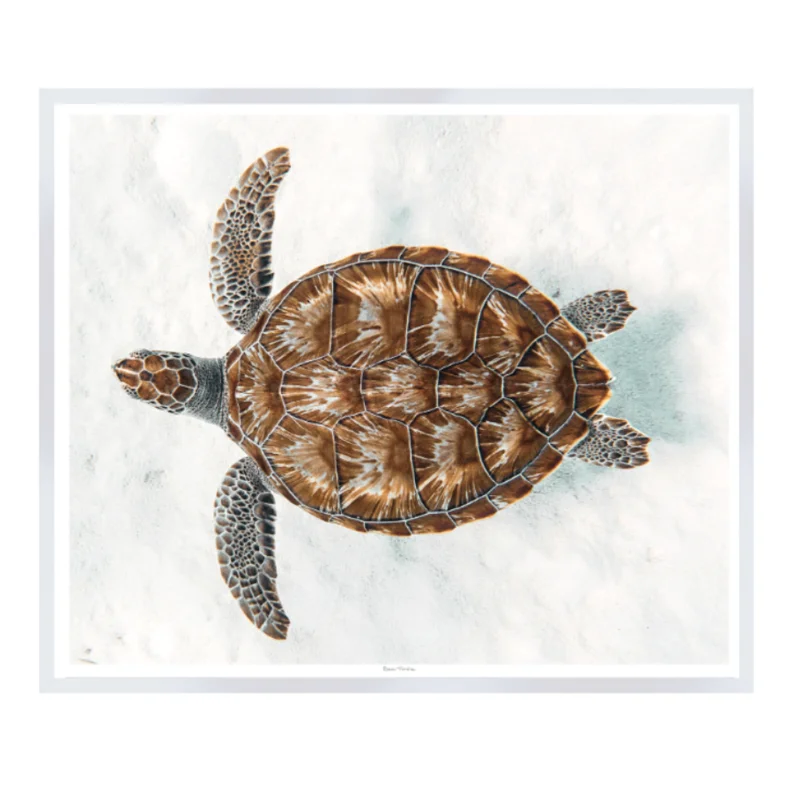 Sea Turtle, 31" x 26"