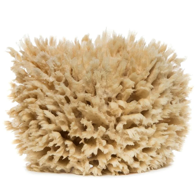 Sea Wool Sponge