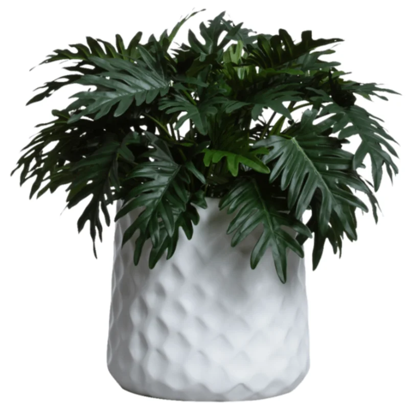 Selloum in White Waffle Pot, 40"