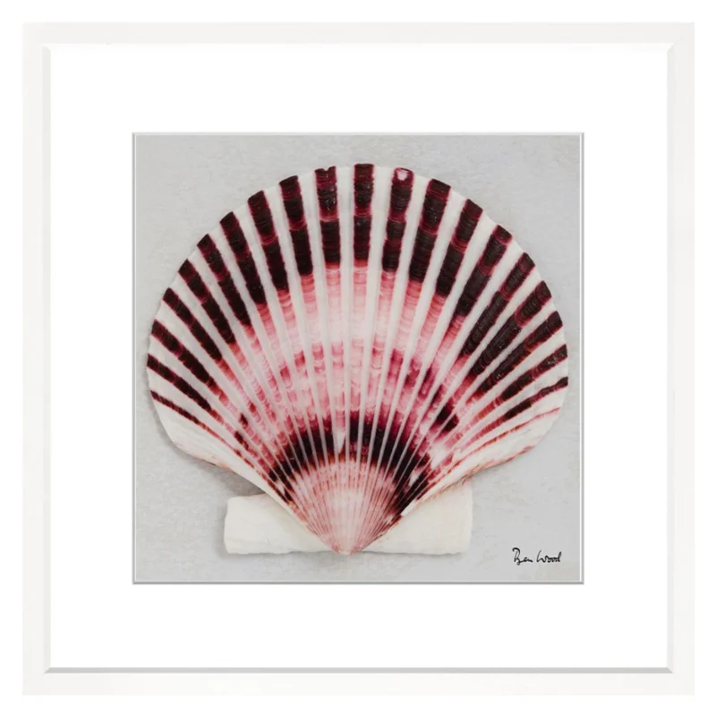 Shell Collection VII, 28" x 28"