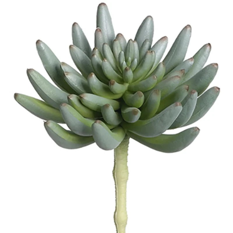 Spike Aeonium Pick, Green / Gray - 6.35"