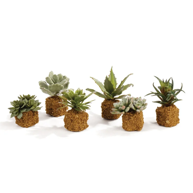 Succulent Drop-Ins S/6, 5.5"