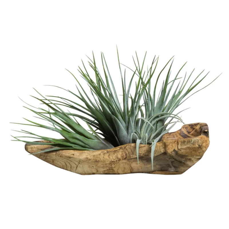 Tillandsia In Wood Branch, 24" W